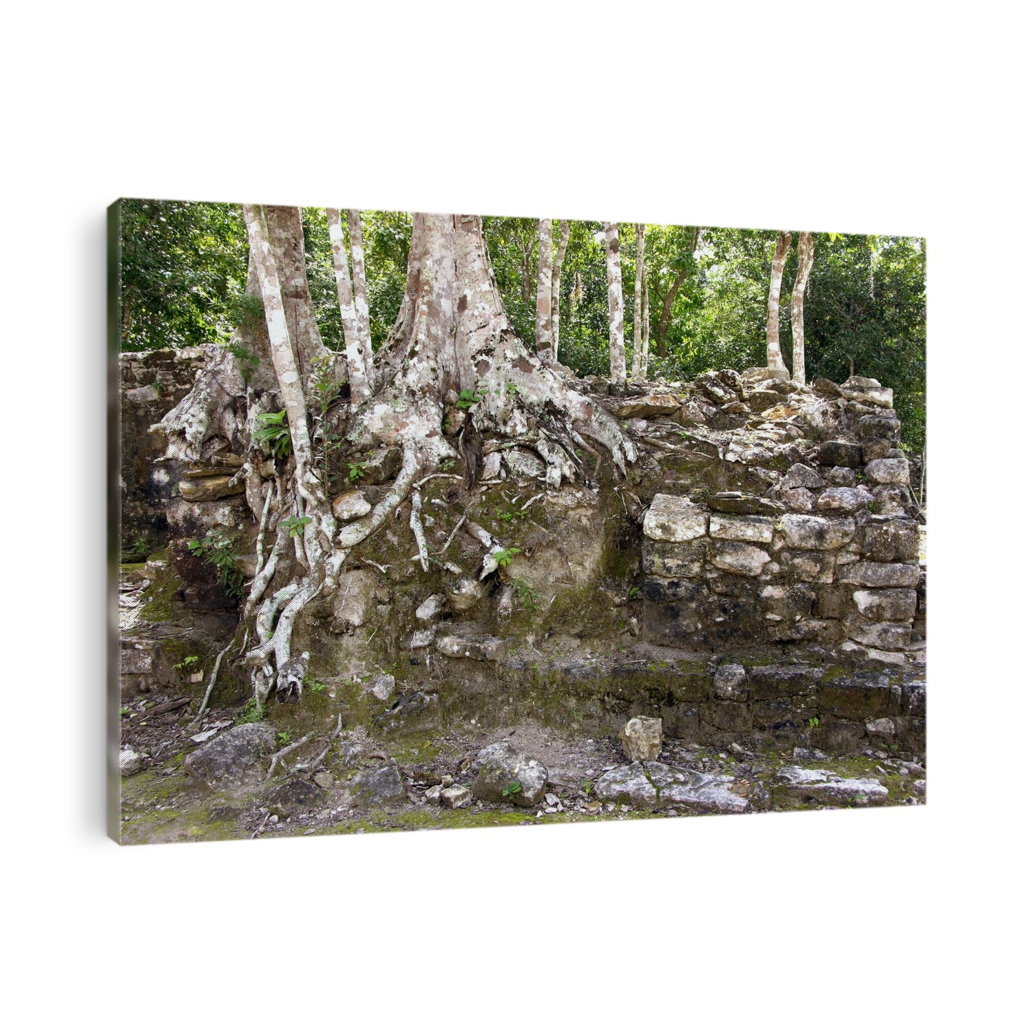 Ancient ruins in Coba, Quintana Roo, Mexico. Coba is an ancient ruined city built by the Maya civilisation.