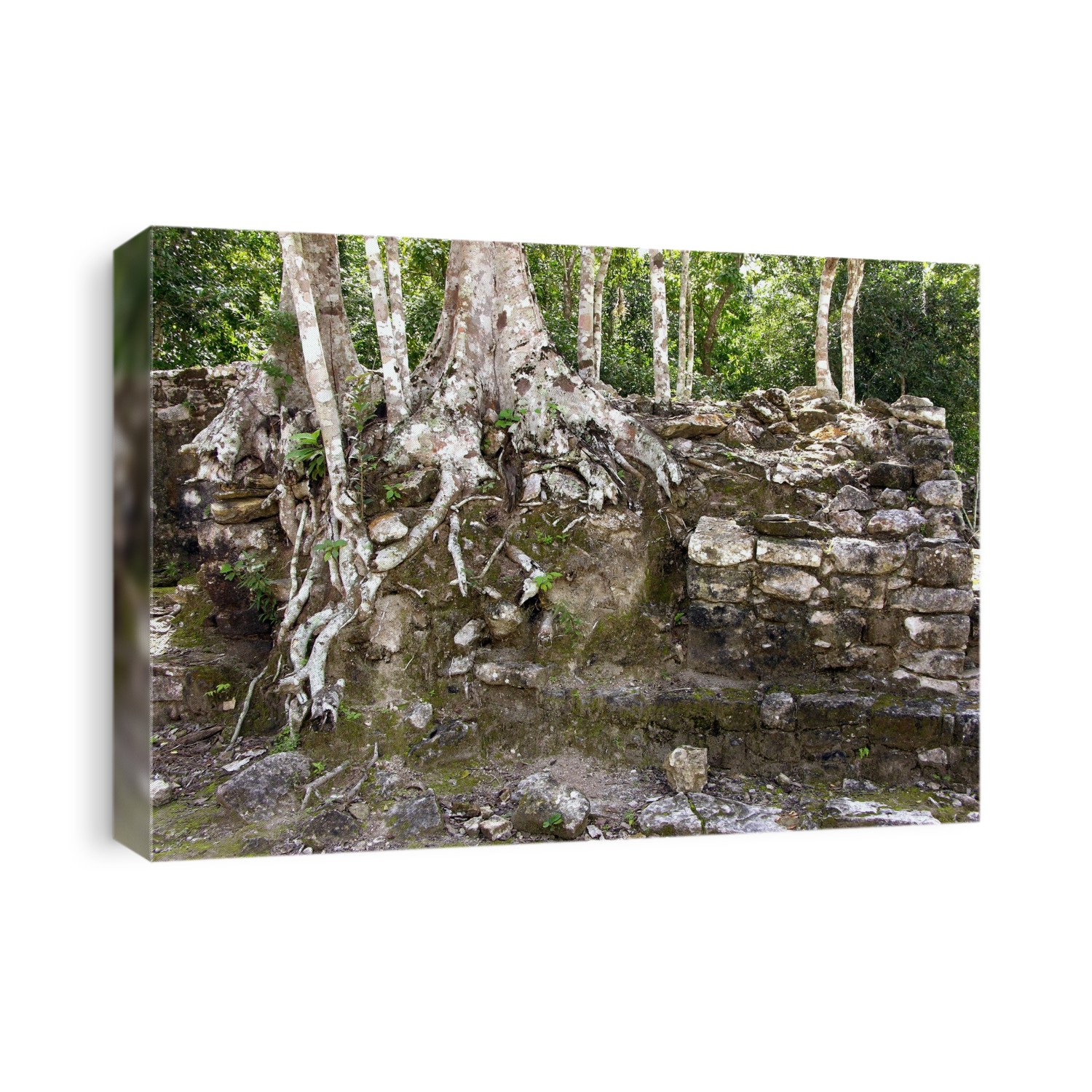 Ancient ruins in Coba, Quintana Roo, Mexico. Coba is an ancient ruined city built by the Maya civilisation.