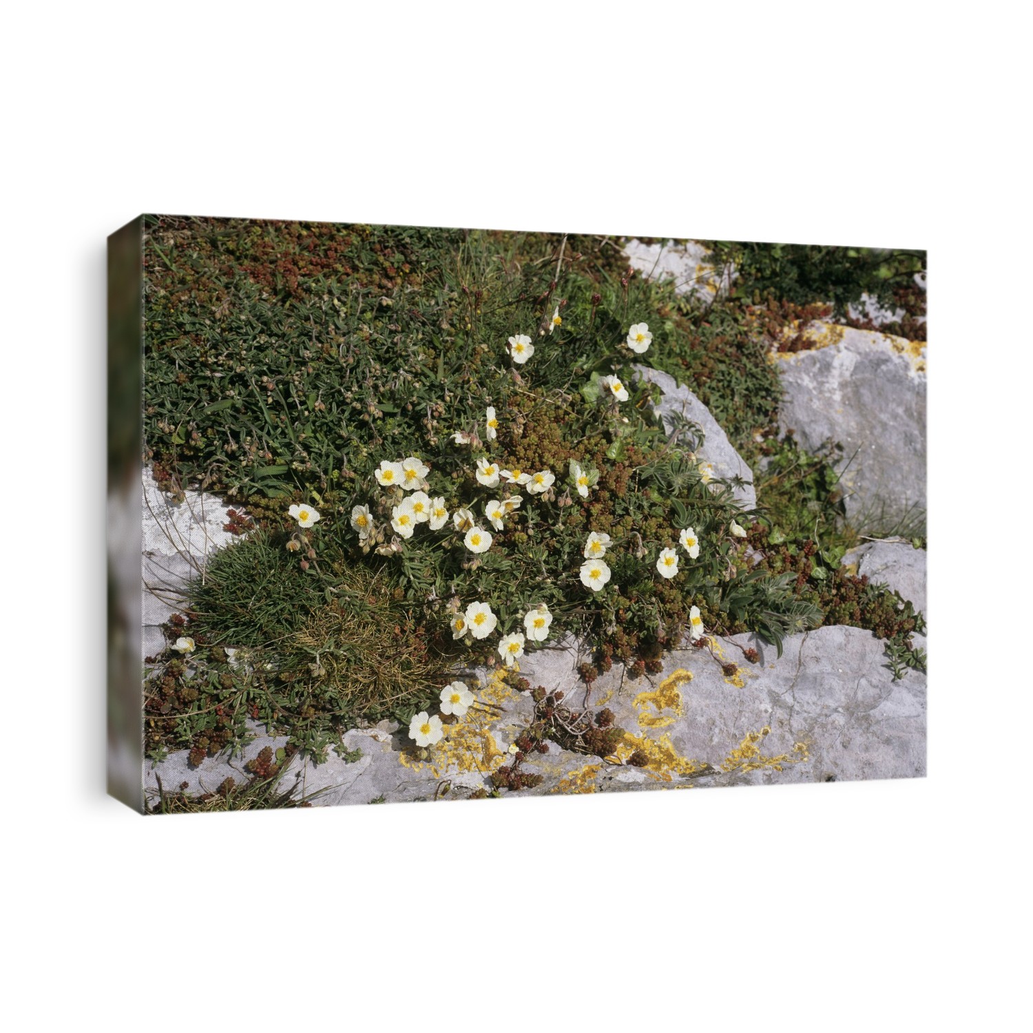 White rock-rose flowers (Helianthemum apenninum). Photographed at Berry Head, south Devon, UK.