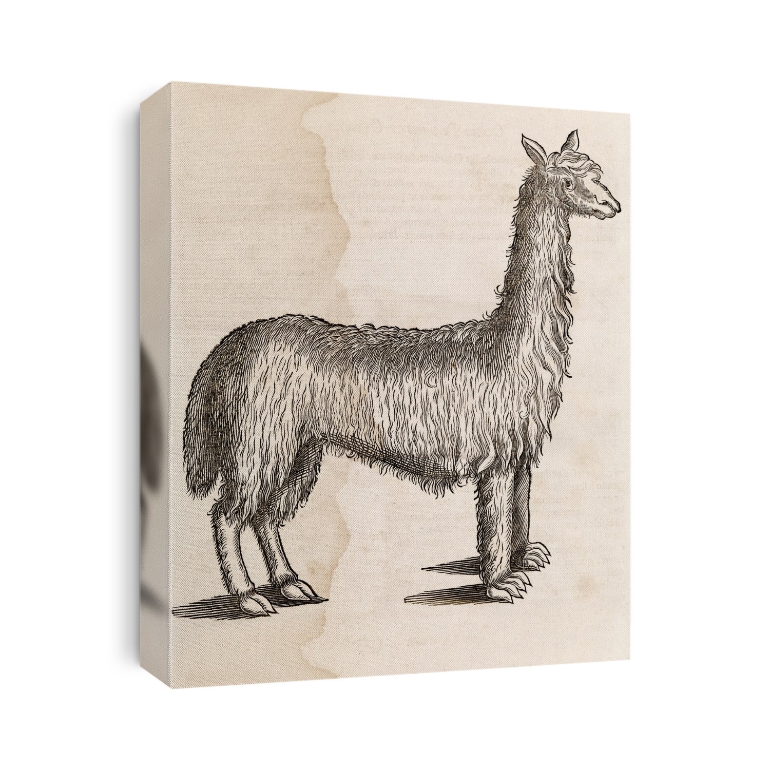South American camelid, 17th-century artwork. There are four main species of camelids in South America. Llamas and alpacas are domesticated, while guanacos and vicunas roam wild. Alpacas, smaller than llamas, are bred for their fur, while llamas are used as beasts of burden. Artwork from 'De medicina Brasiliensi libri quatuor' (Four books of Brazilian medicine, 1648) by Dutch physician and naturalist Willem Piso (1611-1678).