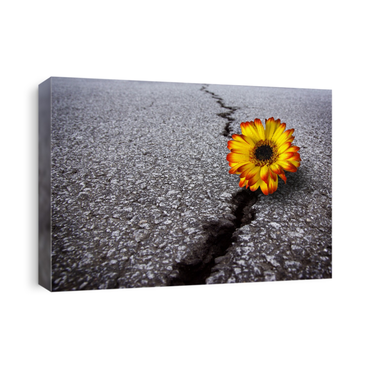 Beautiful flower growing on crack in old asphalt pavement