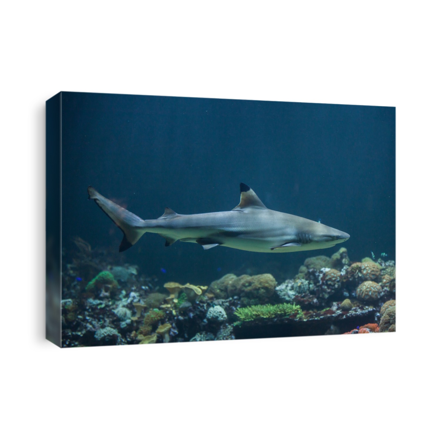 Blacktip reef shark (Carcharhinus melanopterus).