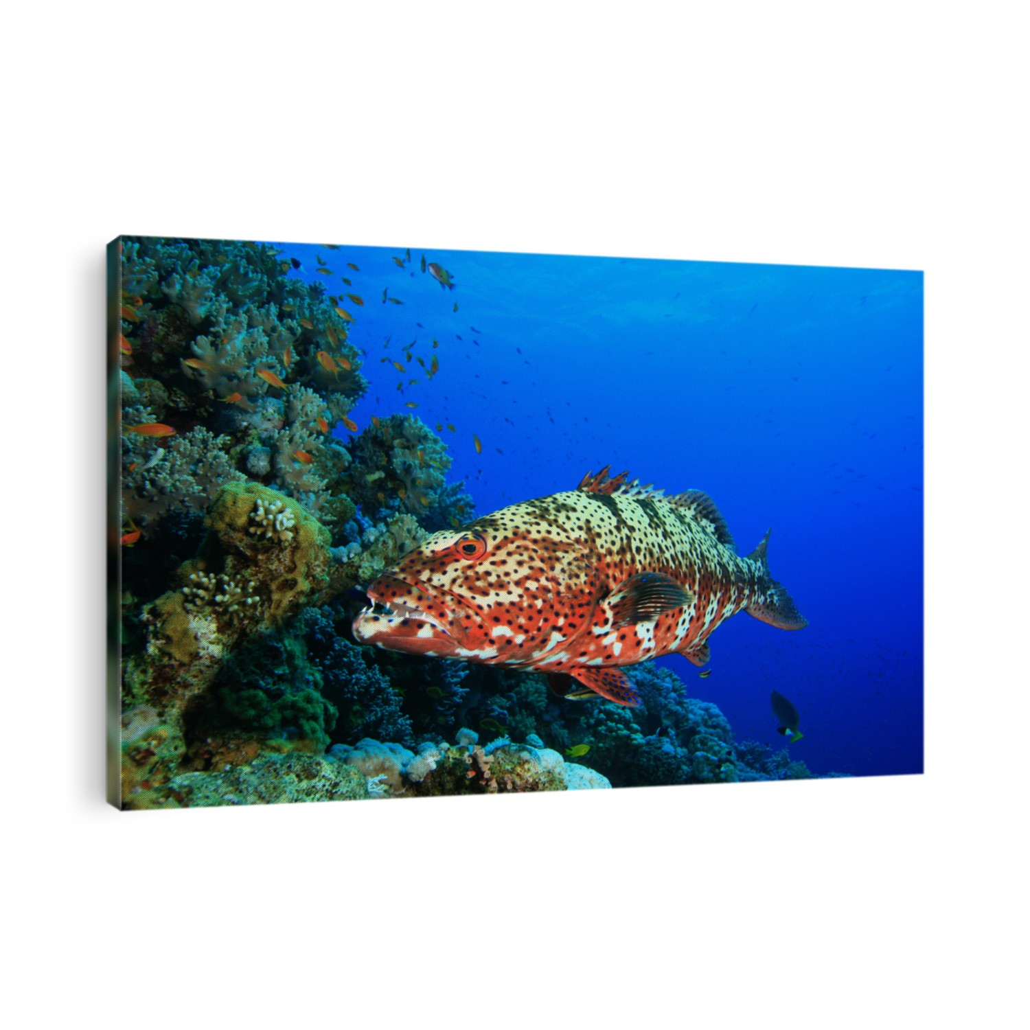 Red Sea Coral Grouper (Plectropmus pessuliferus)