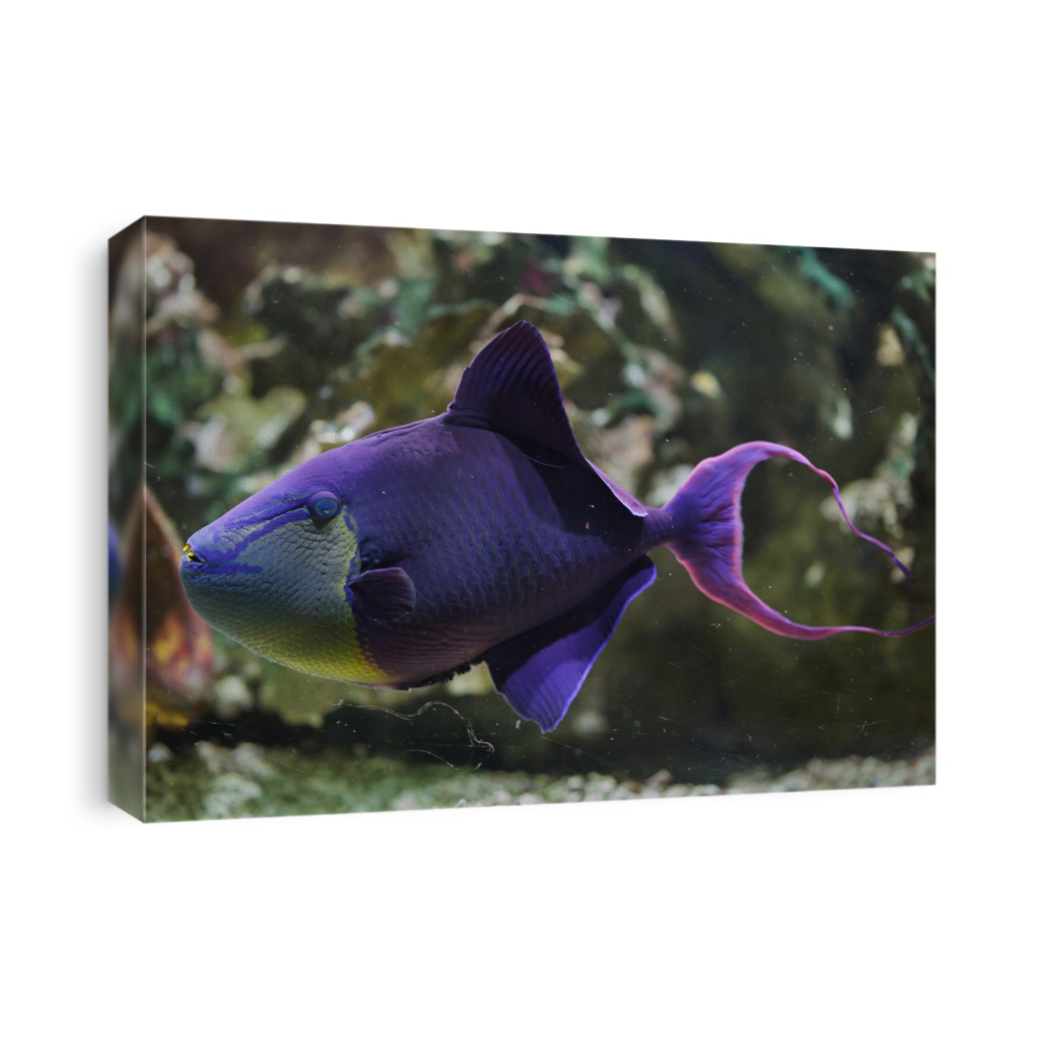 Red-toothed triggerfish (Odonus niger). Marine fish.