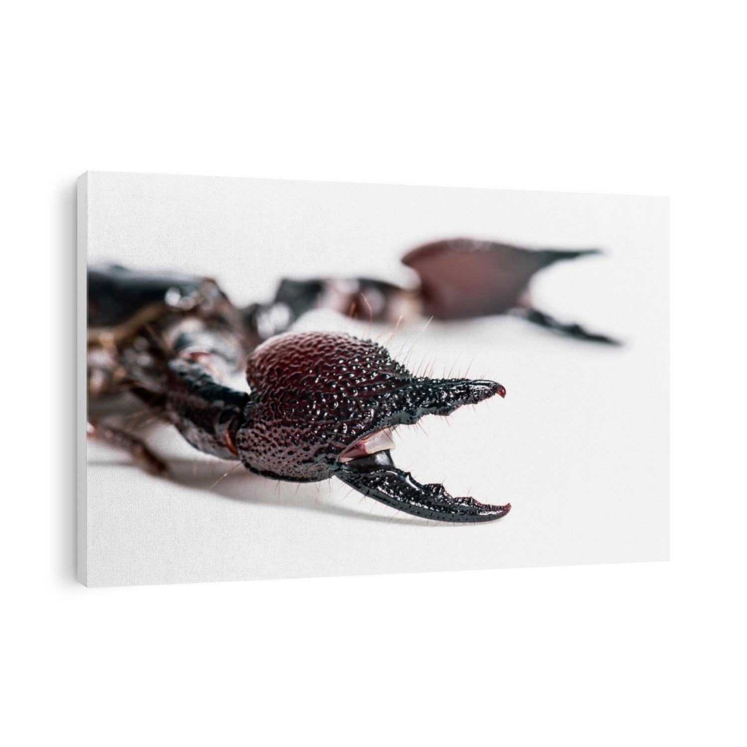 Emperor scorpion, Pandinus imperator, pincers in close up, in front of white background
