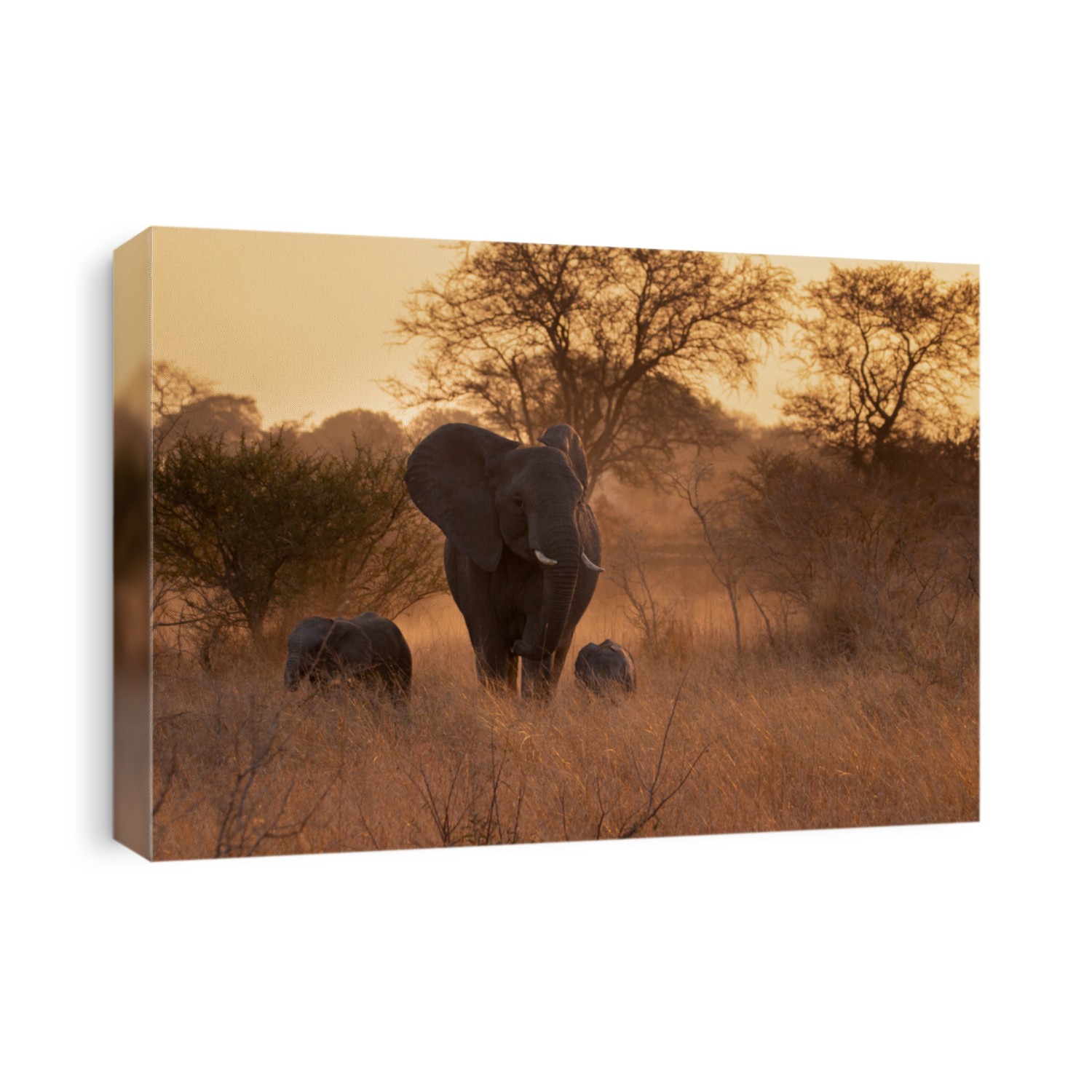 African Elephants in the dusty sunset.