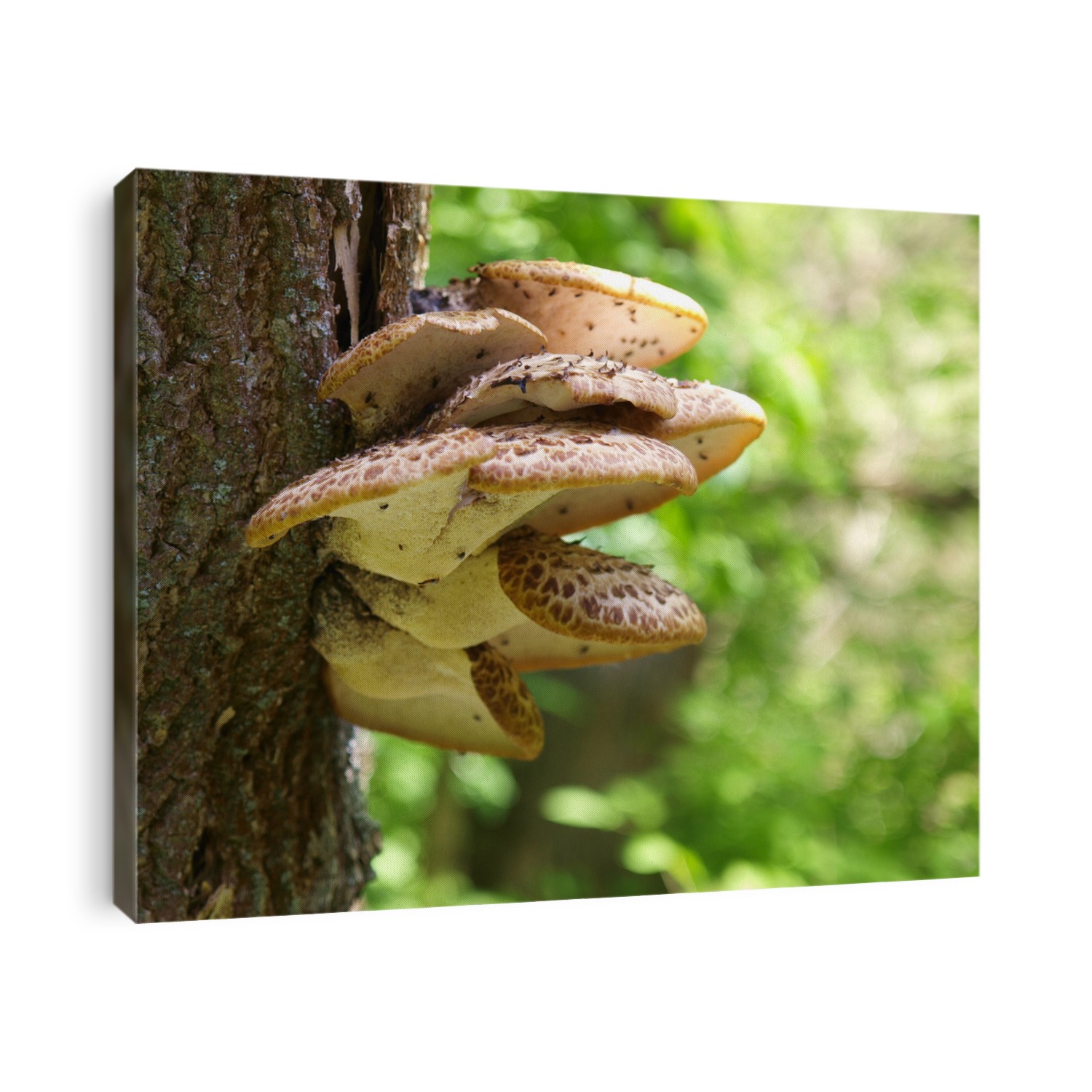 Polyporus squamosus. Mushrooms on tree.   