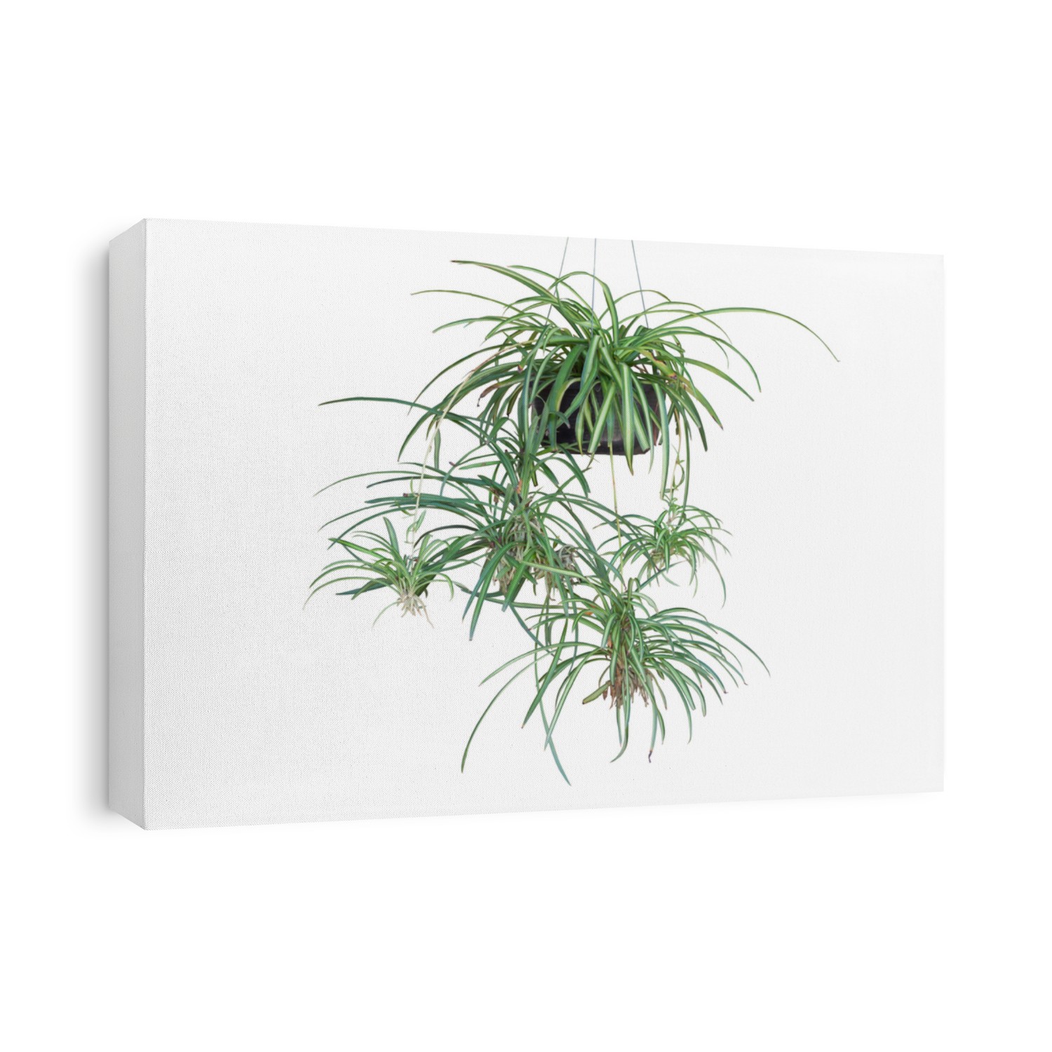 Spider Plant or Chlorophytum bichetii (Karrer) Backer hanging in black plastic pot isolated on white background included clipping path.