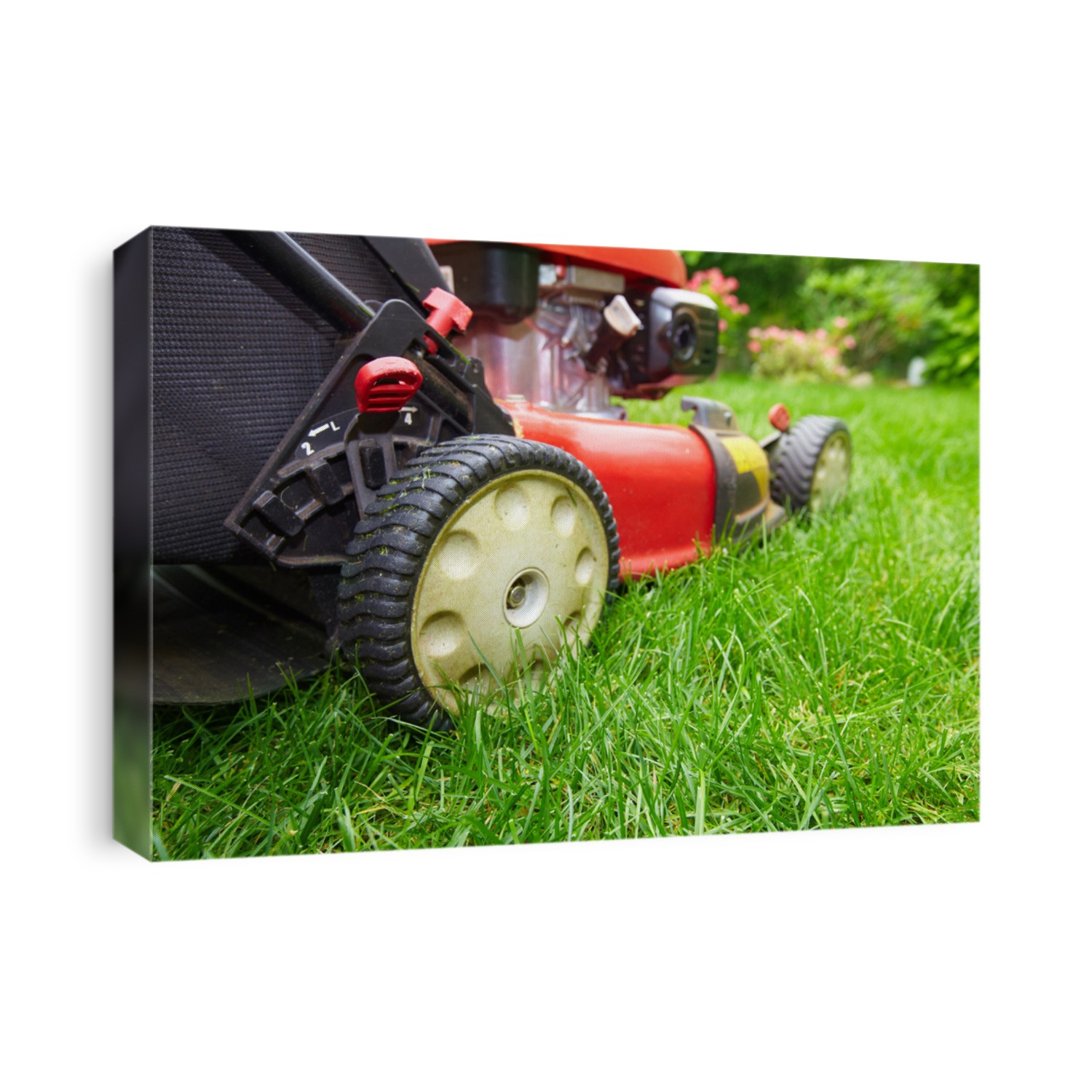 Lawn mower cutting green grass in backyard.Gardening background.